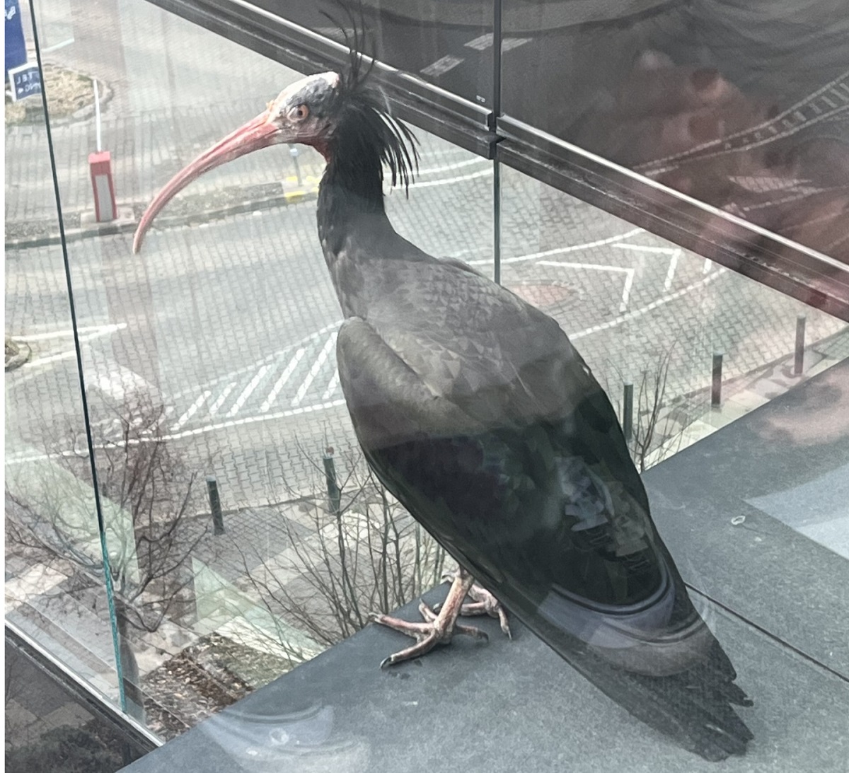 A MOM Park közelében kapták lencsevégre a szökött tartvarjat - Fotó: Fővárosi Állat- és Növénykert Facebook oldala