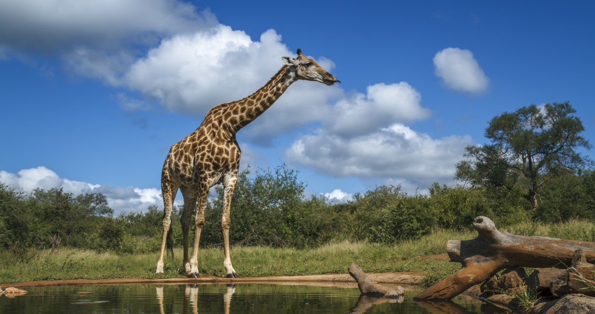 zsiraf - Gyerekszoba zsiráf