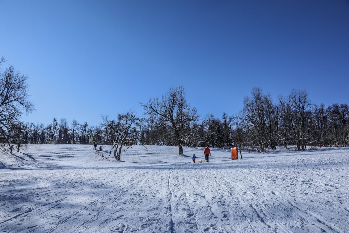 Normafa (Fotó: normafaparkhu)