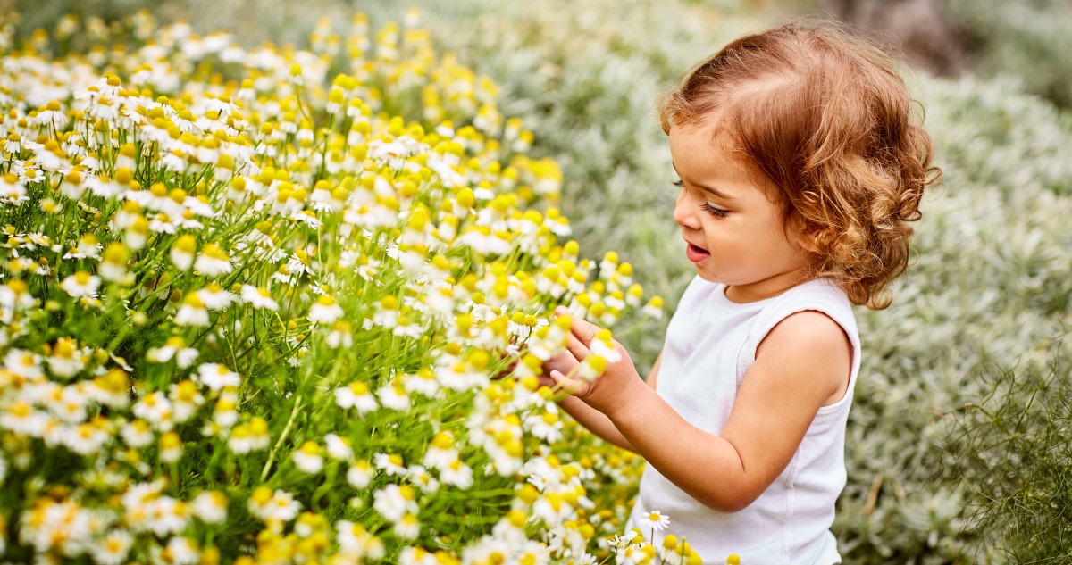 kislány réten kamillával