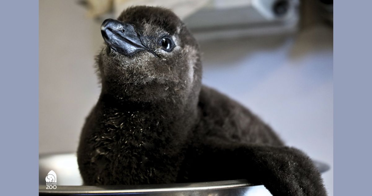 kispingvin - Gyerekszoba pingvinfióka