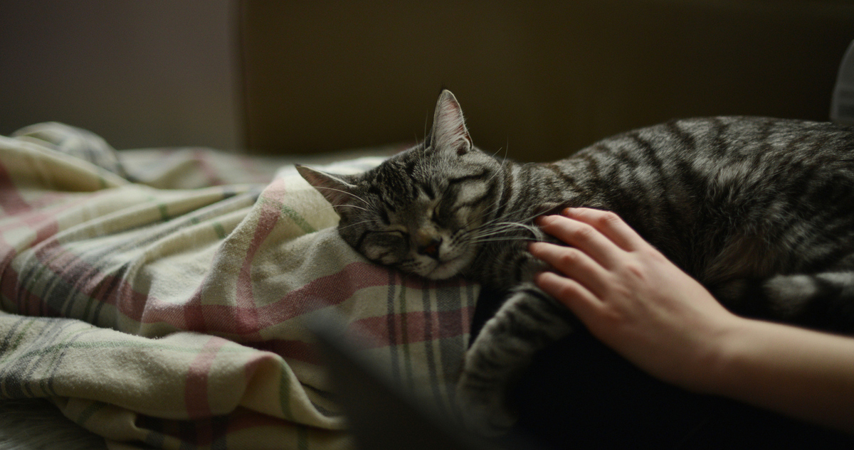 macska alszik az emberen