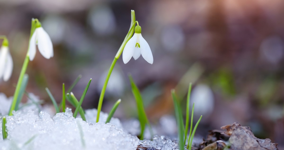 hóvirág havas erdőben