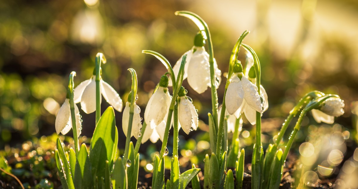 hóvirágok napfényben