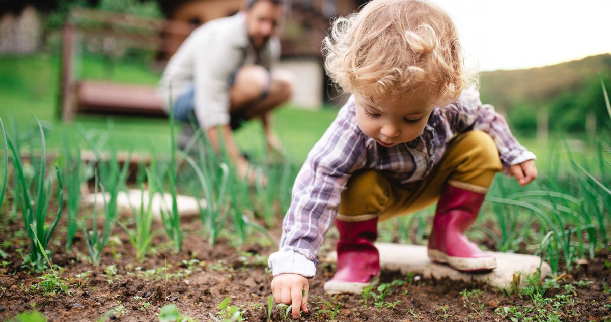kertben - Gyerekszoba kisgyerek kertben guggolva palántákat piszkál gumicsizmában háttérben apja