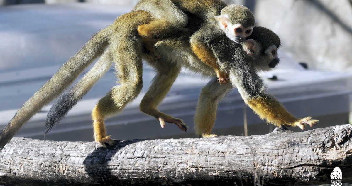 kis mókusmajom az anyja hátán