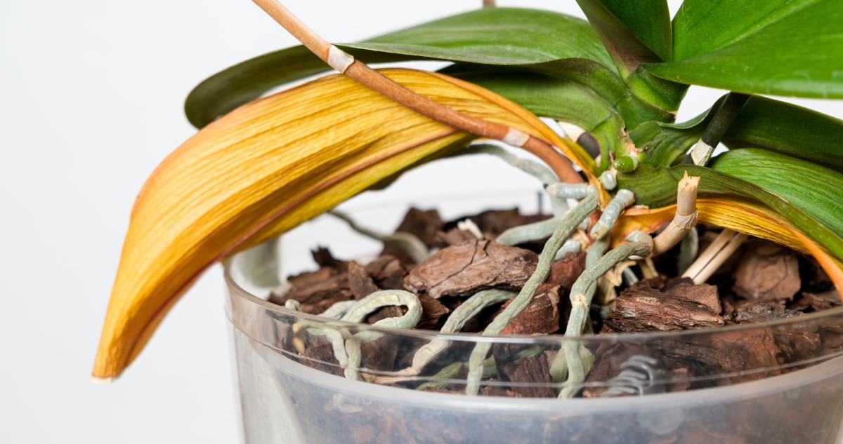 orchidea sárguló levelekkel átlátszó kaspóban