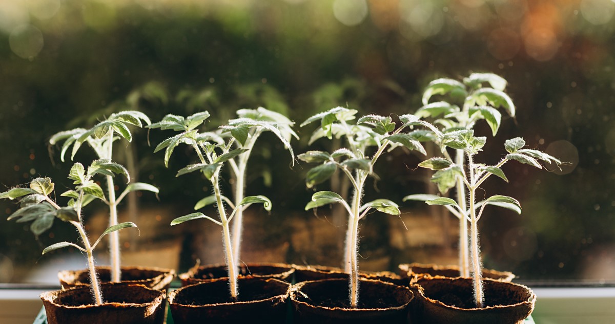 paradicsompalánták növekednek