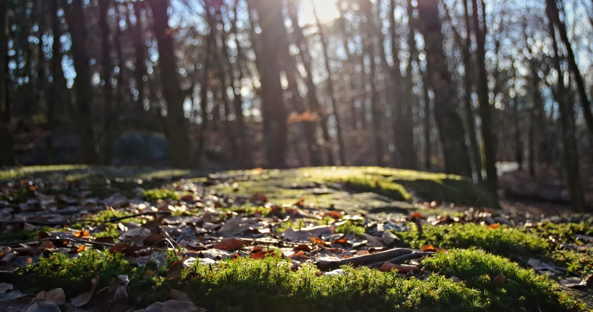 tavaszias ido - Gyerekszoba erdőben kisütött a nap, moha, lehullott falevelek, tél után tavasz