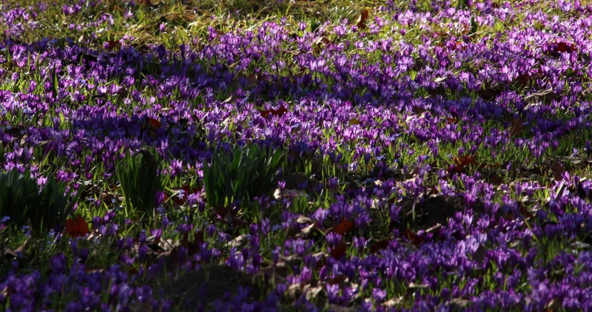 Vácrátót arborétum lila virágokkal