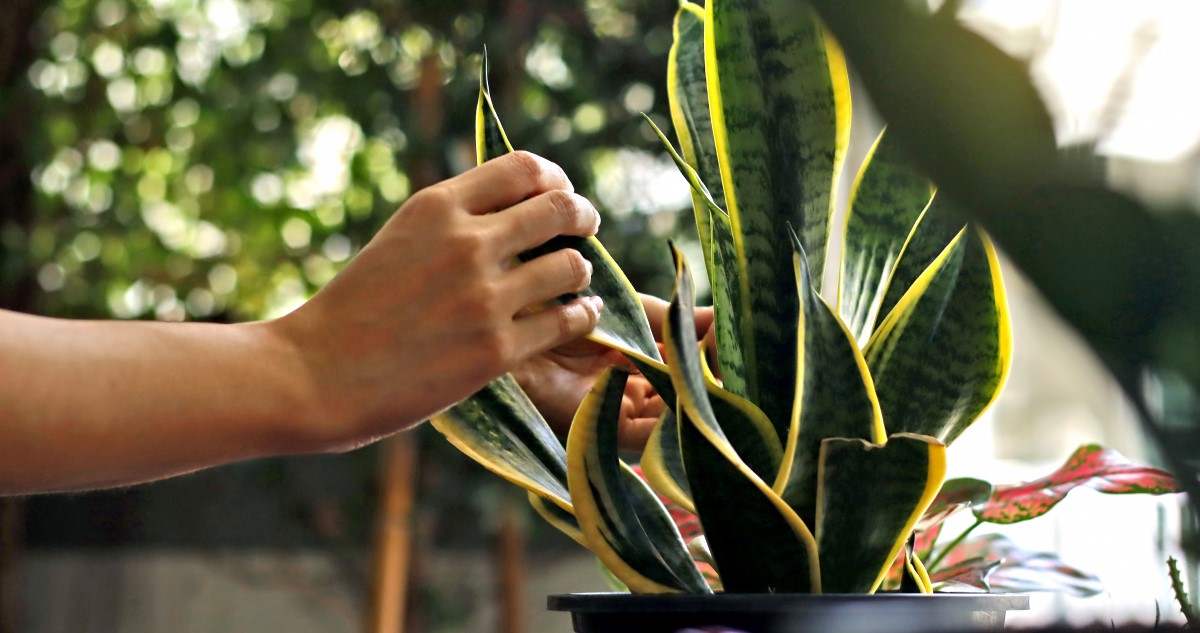 nő megfog egy anyósnyelv növény