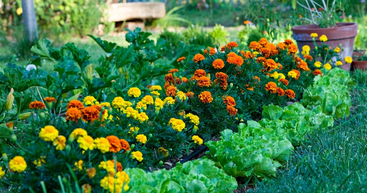 büdöskék saláták mellé ültetve