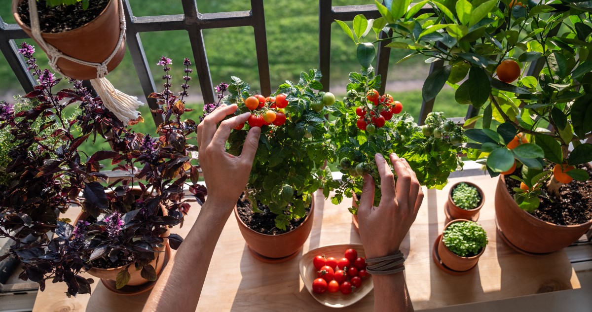 nő az erkélyen termesztett koktélparadicsomból szed