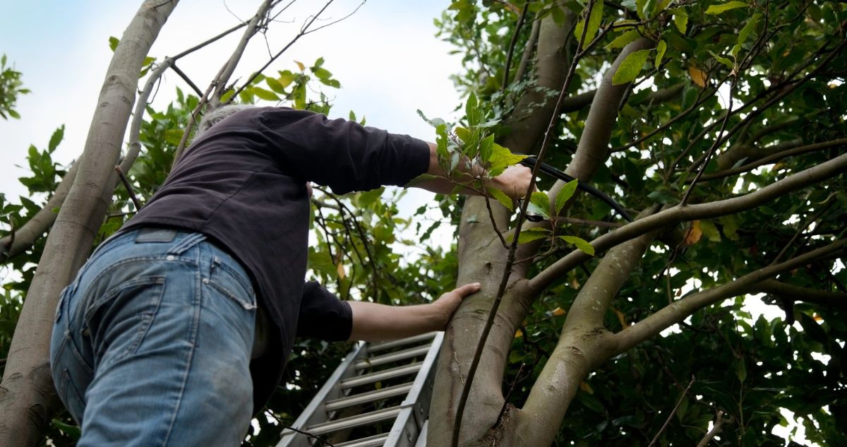 férfi létrán mászik fel a fához