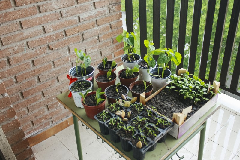 fűszernövények erkélyre kiültetve