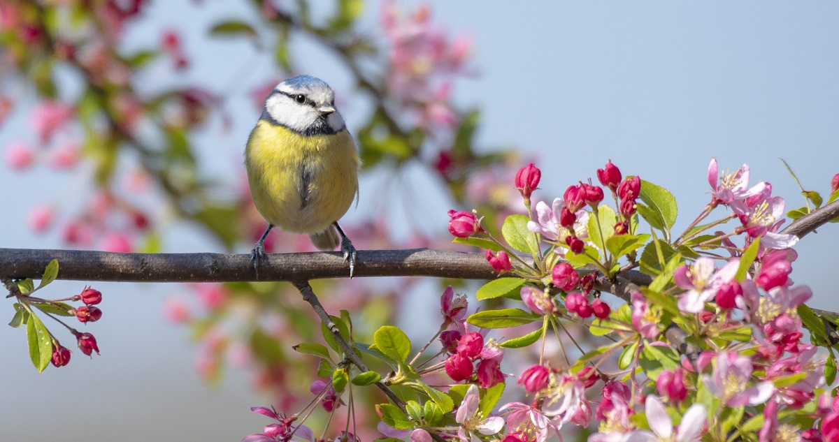 Cinke virágos tavaszi ágon ül