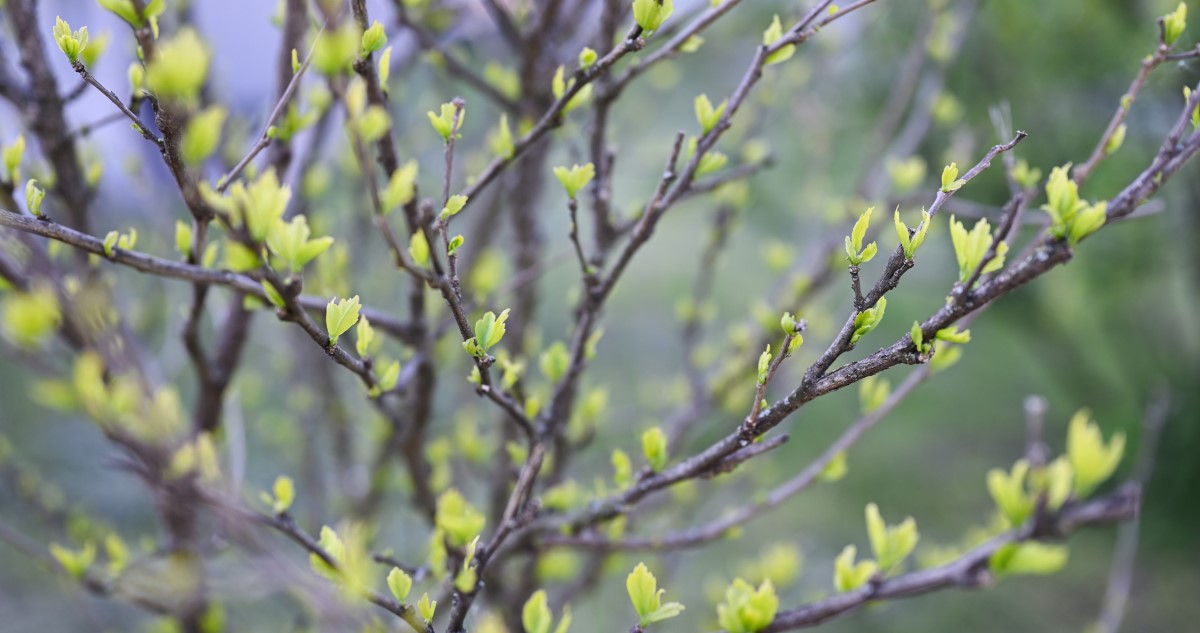 hidegebb tavasz - Gyerekszoba fa friss levelekkel