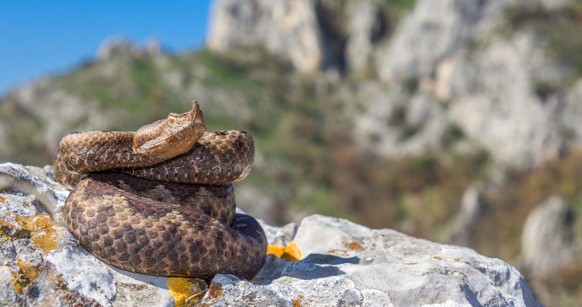 kígyó a sziklán sütkérezik