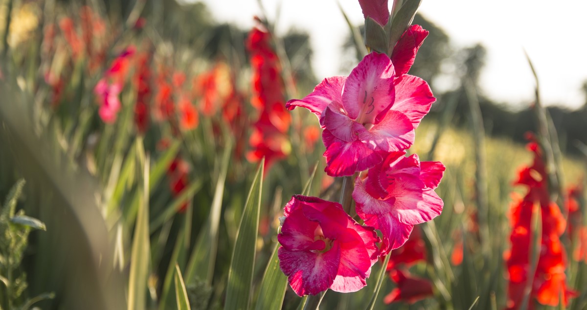 színes kardvirágok egy mezőn