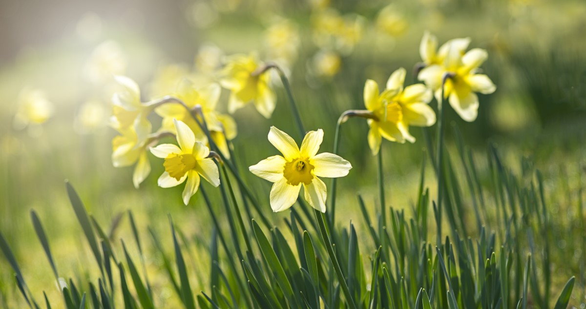 tavaszi nárciszok