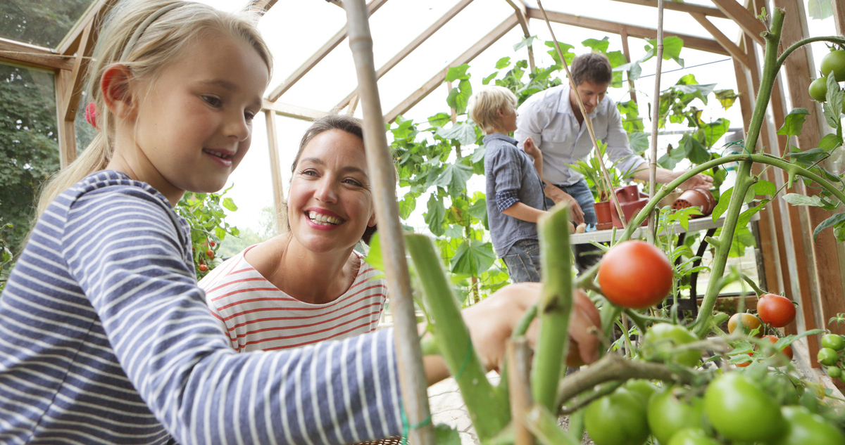 paradicsomültetés gyerekkel