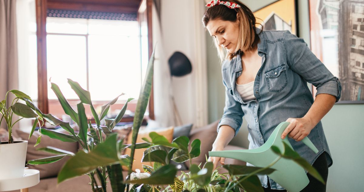 nő szobanövényeket öntöz