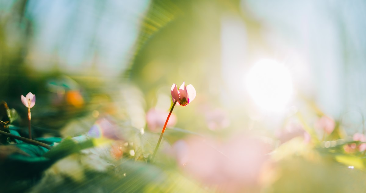 tavaszi napsütésben nyíló ciklámen