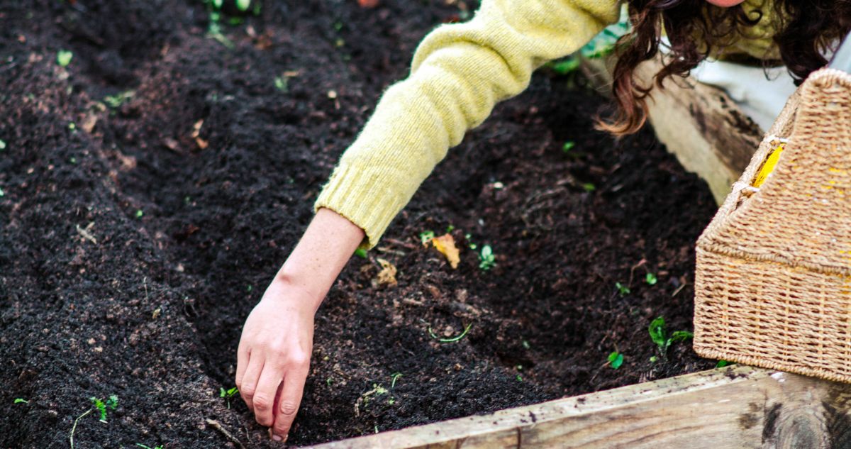 Nő magokat ültet egy kerti magaságyásban