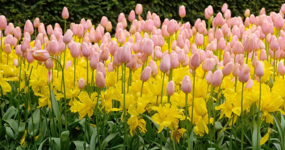 nárcisz és tulipán