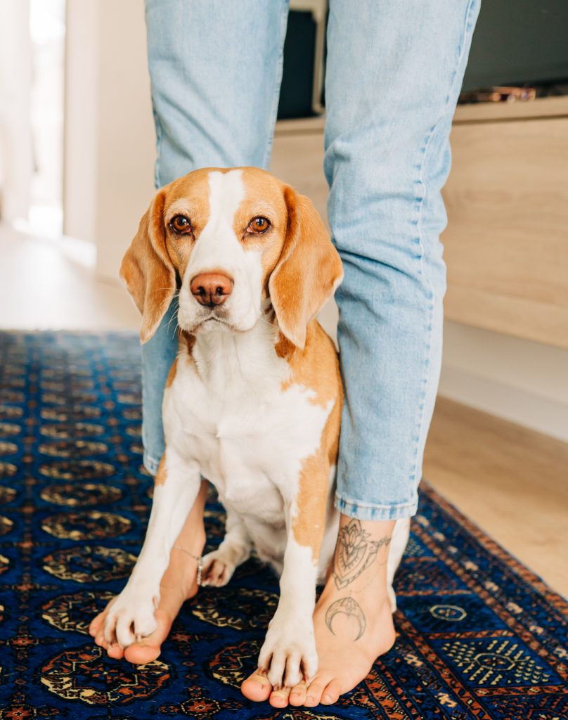 kutya, támaszkodás - Gyerekszoba kutya, támaszkodás