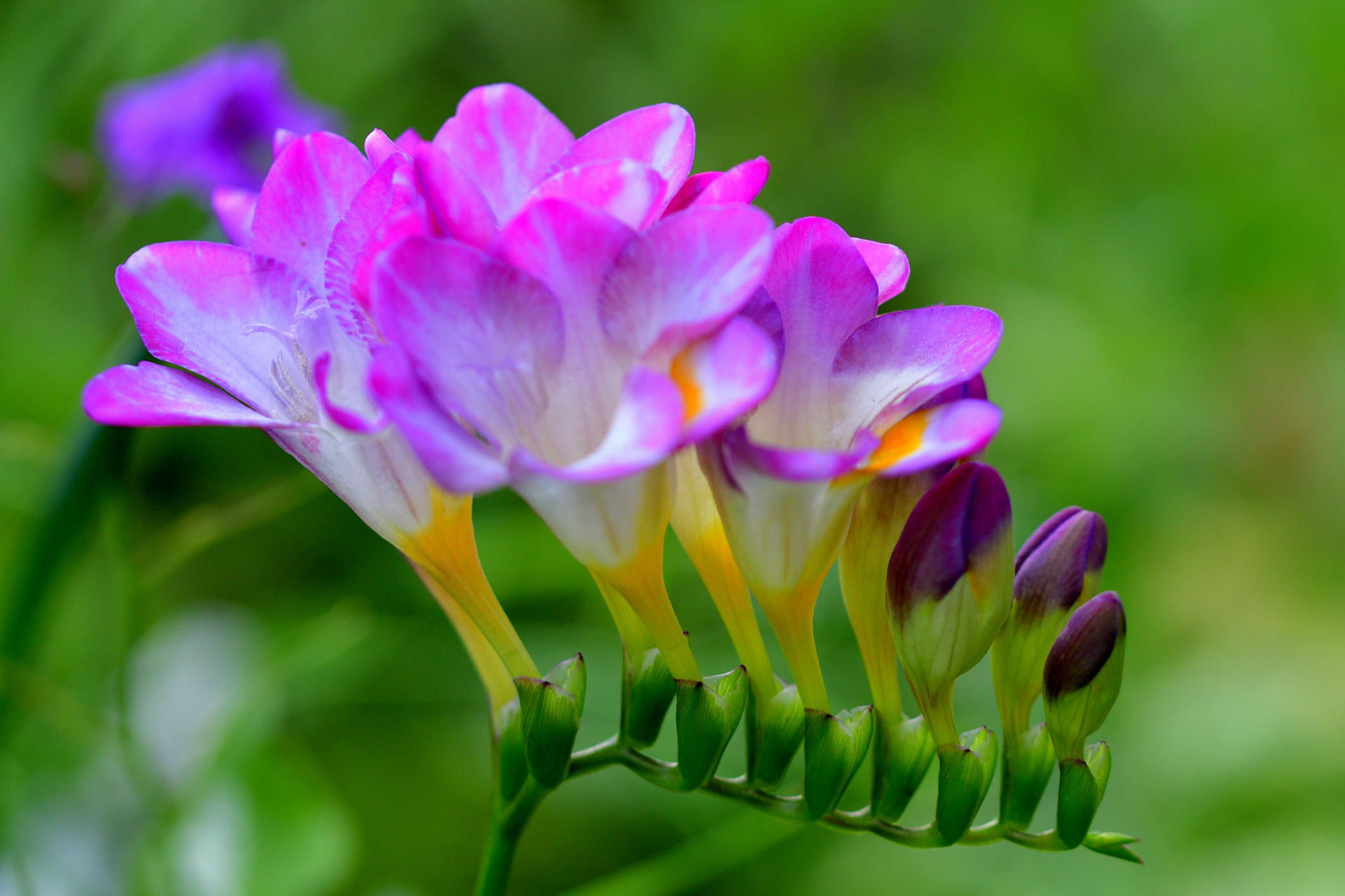 Getty Images - Gyerekszoba - Gyerekszoba Frézia