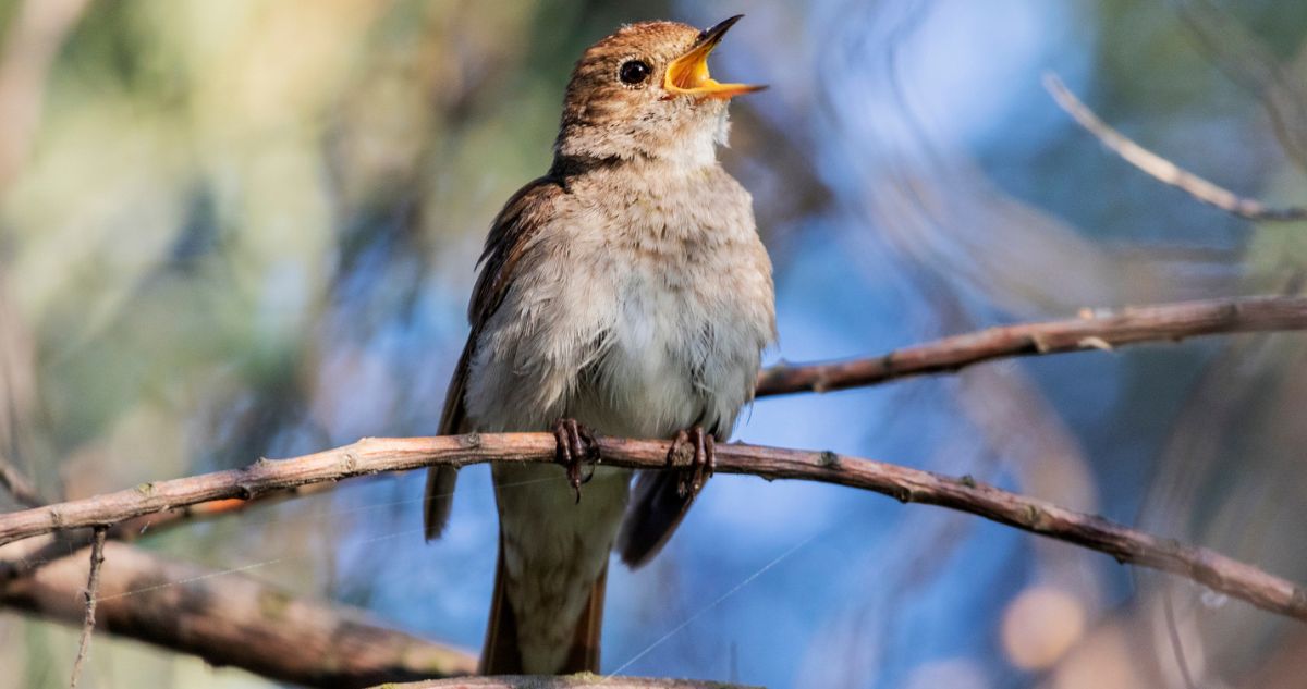 Reméljük, énekelni fog a csalogány!