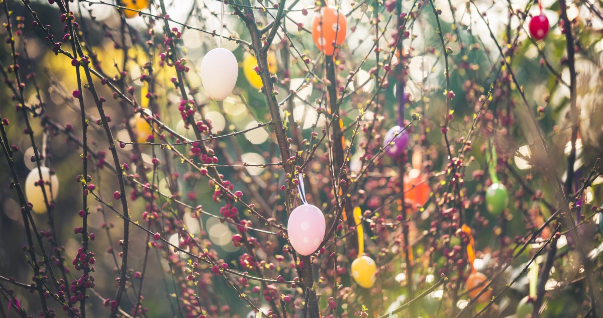 húsvéti barka tojásokkal díszítve