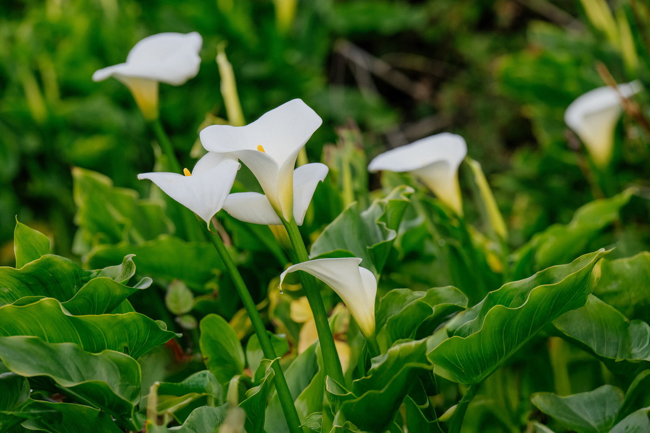 Getty Images - Gyerekszoba - Gyerekszoba Kála