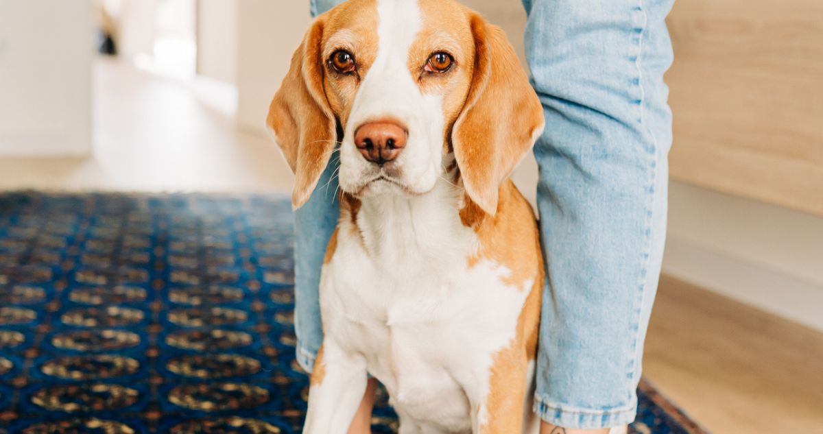 kutya, támaszkodás