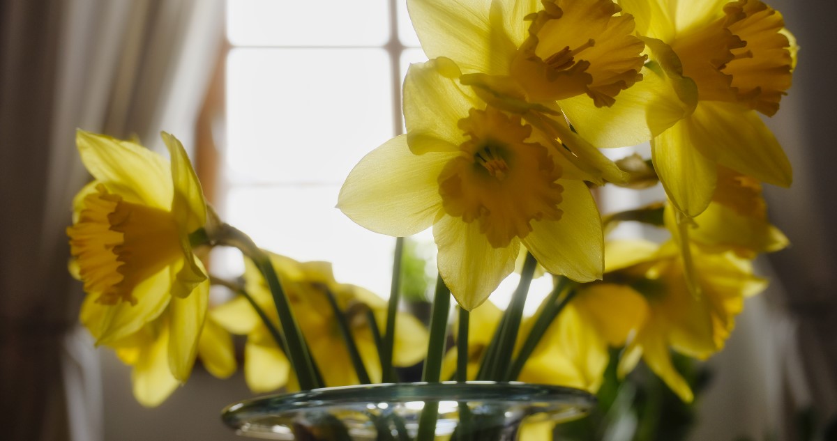 narciszok - Gyerekszoba nárciszcsokor vázában