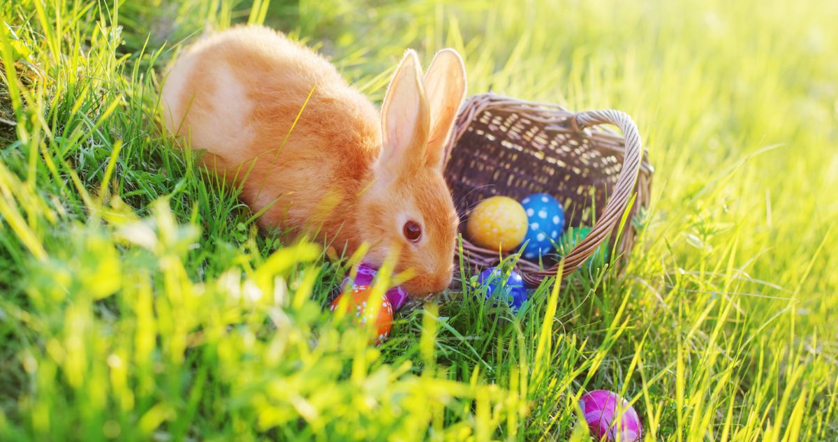 nyúl, nyuszi, kvíz