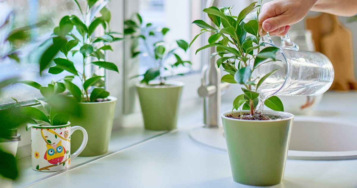 palanták locsolása