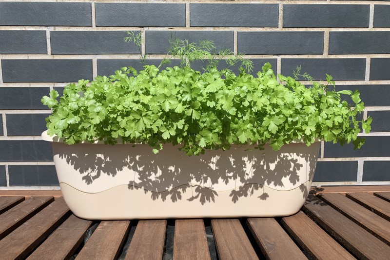 petrezselyem - Gyerekszoba - Gyerekszoba