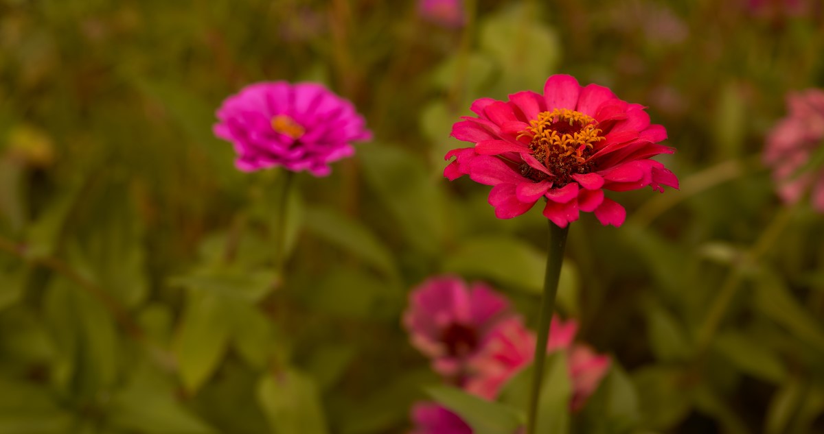 rózsaszín rézvirág kertben
