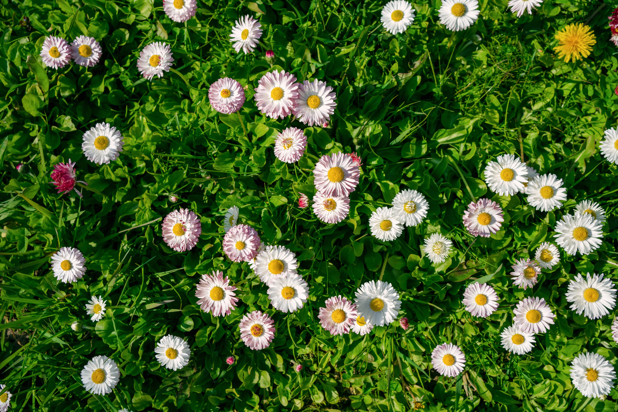 Getty Images - Gyerekszoba - Gyerekszoba Százszorszép