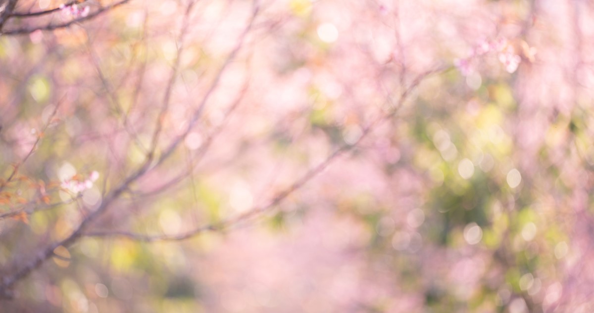 tavaszi rózsaszín virágzó fa