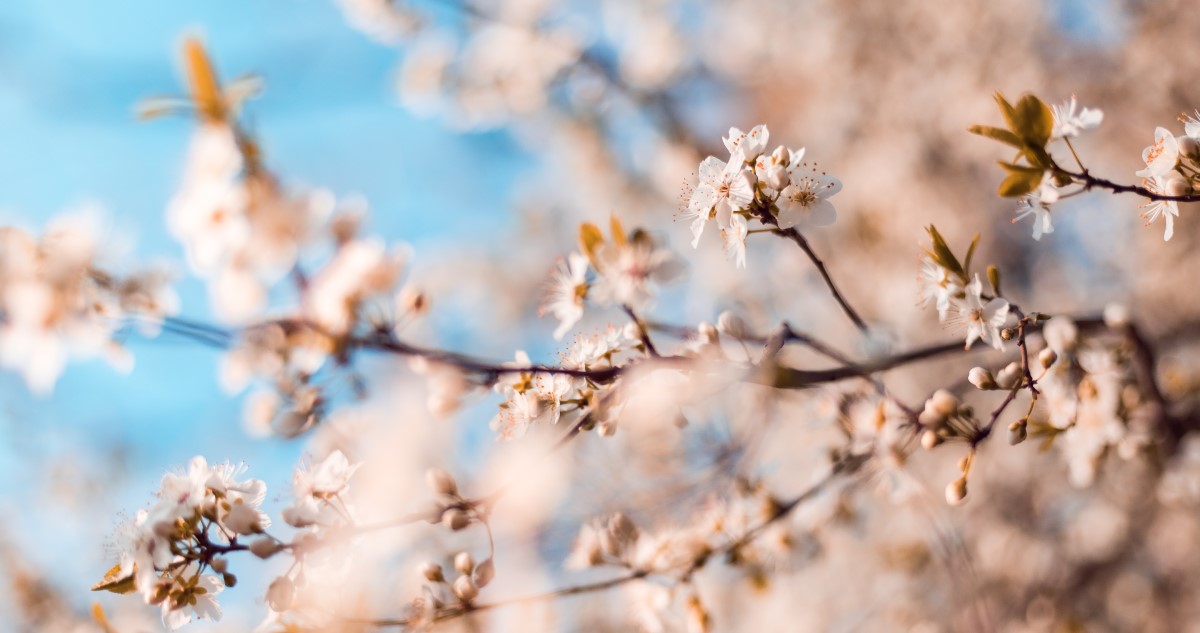 viragzo fa tavasszal - Gyerekszoba szép tavaszi virágzó fa