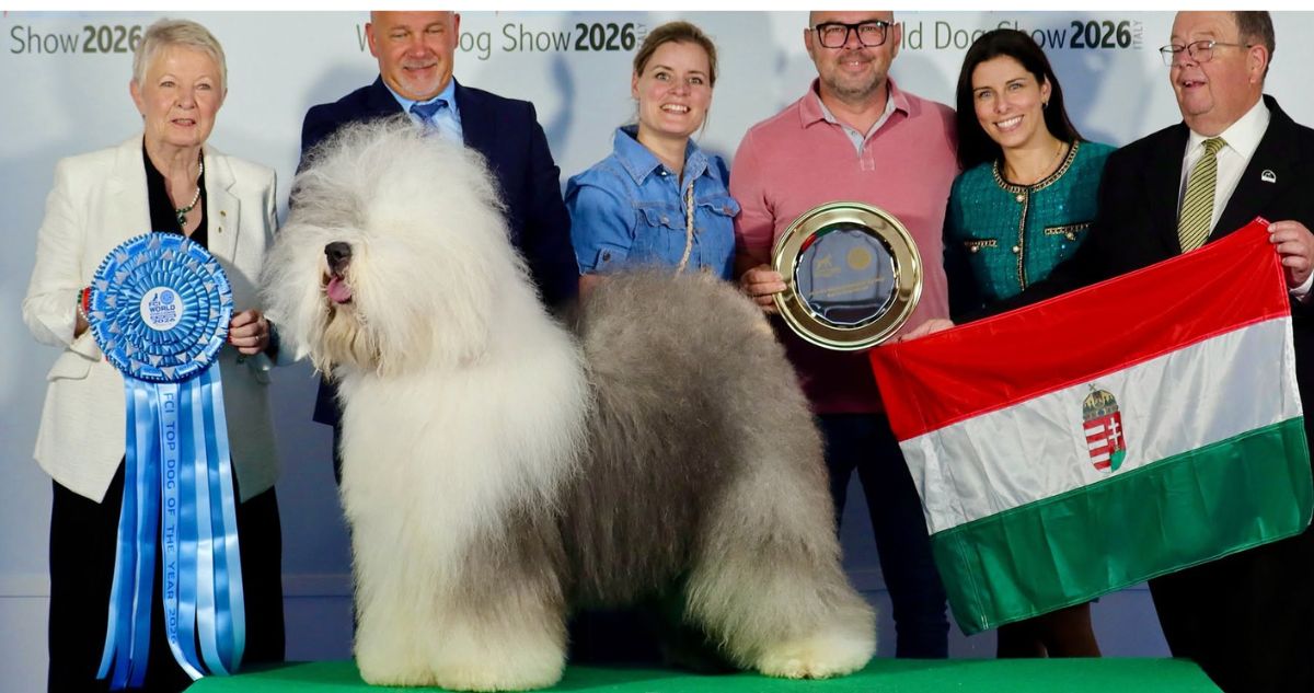 bobtail - Gyerekszoba Ő Jack, a világ legszebb kutyája! (Fotó: Facebook/Hungarian Kennel Club)
