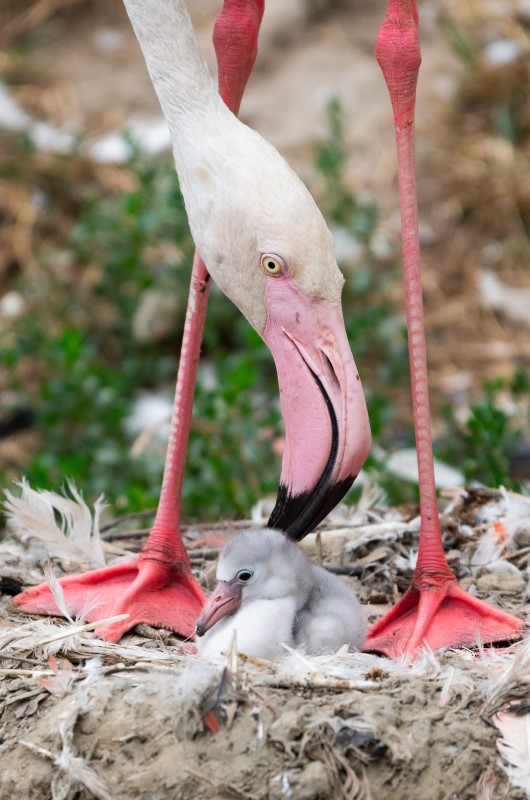 A Nyíregyházi Állatpark új rózsásflamingó-fiókáinak (Phoenicopterus roseus) egyike 2026. július 15-én. (MTI/Balázs Attila - MTI Fotószerkesztőség)
