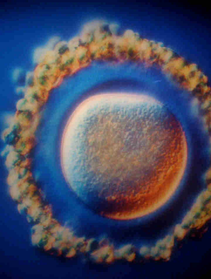 Hogyan fejlődik az embrió? Lenyűgöző fotók